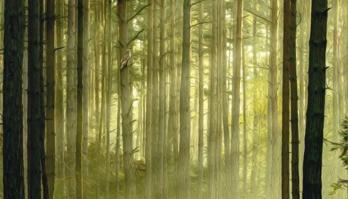 Bannière Black Forest